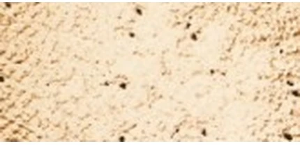 INIKA ORGANIC Biri mineralinė pudra SPF 25 - Grace, 8 g