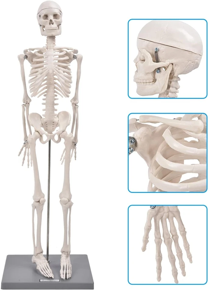 Mokomasis 85 cm žmogaus griaučių modelis su judančiais sąnariais ir nuimamomis galūnėmis, žmogaus skeletas, griaučių muliažas, anatominis žmogaus griaučių modelis