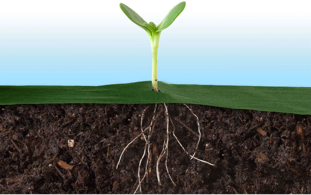 Sodo agrotekstilė 1,6 m x 100 m 90 g/m2 + 100 „Plonos“ smeigtukų - žalia