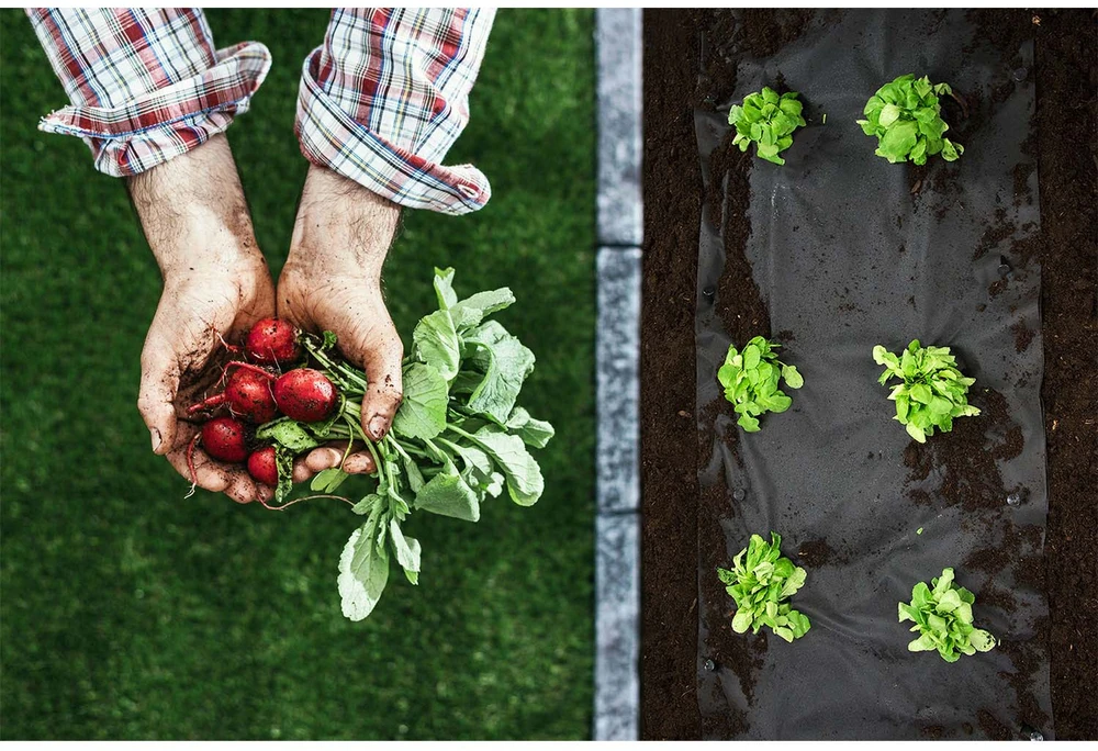 Sodo agrotekstilė 1,6 m x 50 m 90 g/m2 + 100 „Plonos“ smeigtukų - juoda