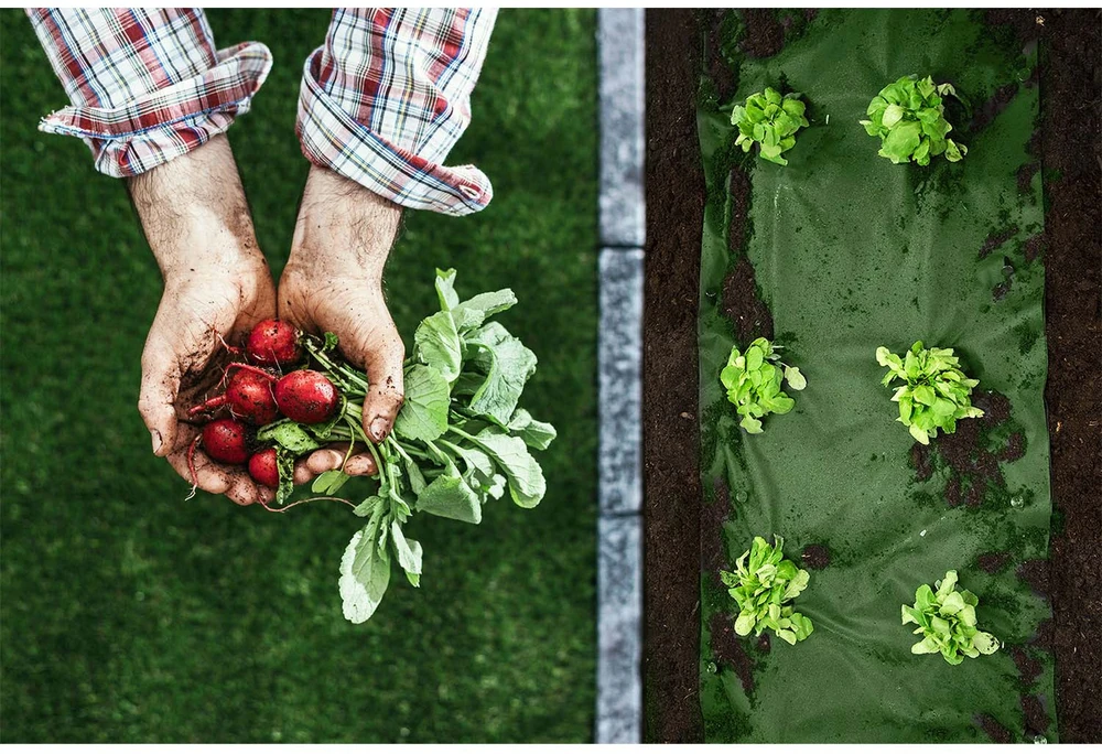 Nukido Sodo agrotekstilė 1,6 m x 50 m 90 g/m2 + 100 „Plonos“ smeigtukų - juoda ir žalia
