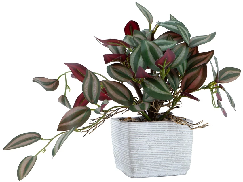 Home4You Dirbtinis augalas „GREENLAND H19 cm“ – zebro gėlė vazonėlyje
