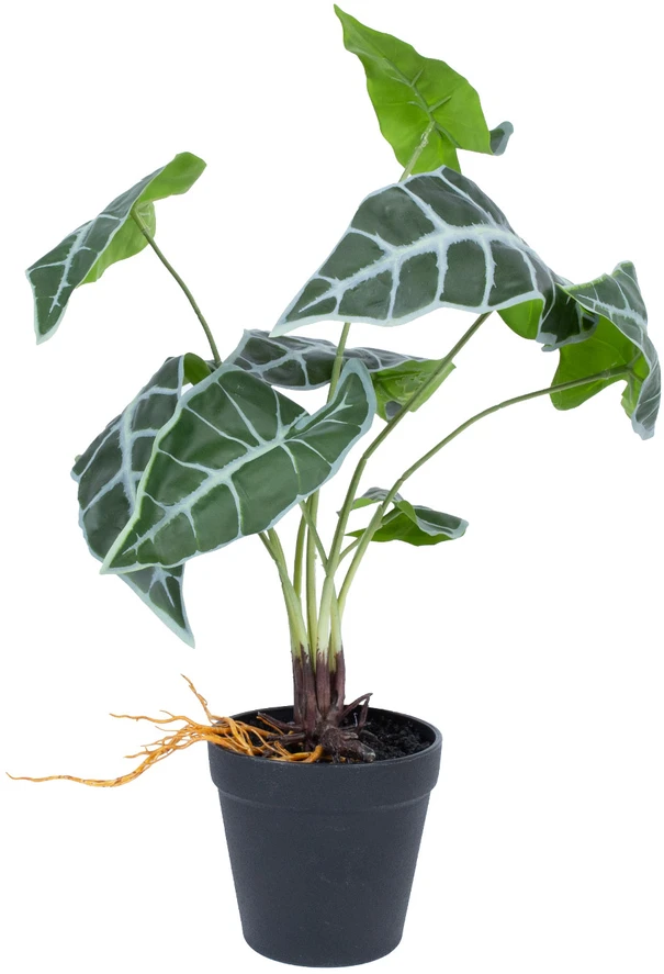 Dirbtinis augalas GREENLAND H40cm, Alocasia