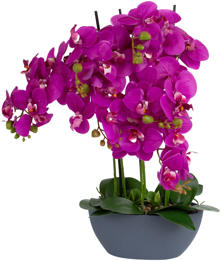 Home4You Orchidėja GARDEN QUEEN H64cm, tamsiai rožinė