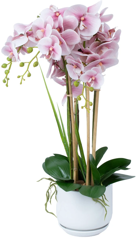 Home4You Orchidėja GARDEN QUEEN H68cm, šviesiai rožinė