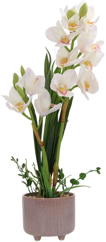 Home4You Orchidėja GARDEN QUEEN H70cm, balta