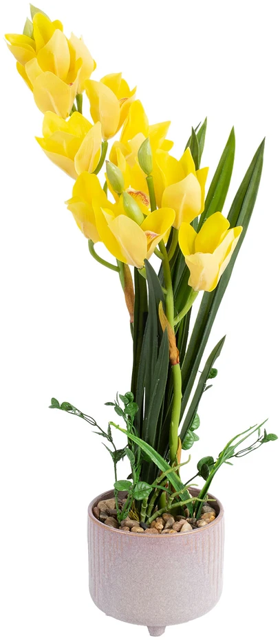 Home4You Orchidėja GARDEN QUEEN H70cm, geltona