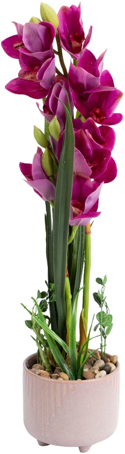 Home4You Orchidėja GARDEN QUEEN H70cm, tamsiai rožinė