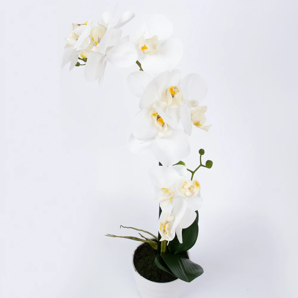 Home4You Balta orchidėja IN GARDEN, H51cm