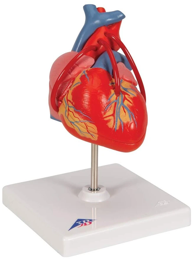 3b Scientific Žmogaus anatomija - klasikinis širdies modelis su šuntu, 2 dalys + nemokama anatomijos programėlė - 3b Smart Anatomy