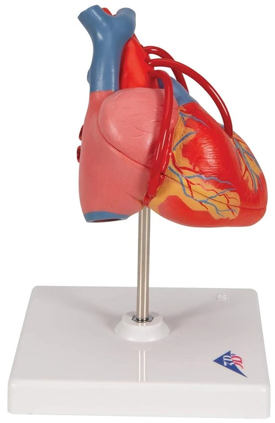 3b Scientific Žmogaus anatomija - klasikinis širdies modelis su šuntu, 2 dalys + nemokama anatomijos programėlė - 3b Smart Anatomy