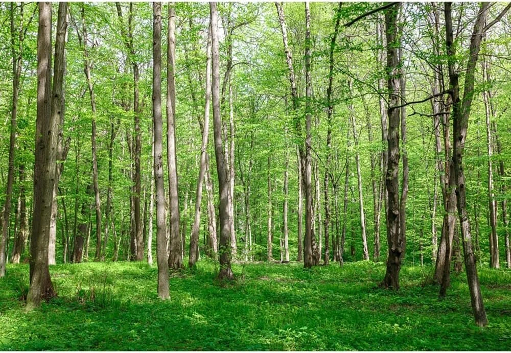 Aoihrraan 3 x 2,5 m miško kraštovaizdžio fonas žalias miškas pievos gamtos kraštovaizdžio fotografijos fonas vasaros atostogų kelionių stovyklavimo atostogų vakarėlio vestuvių portreto tapetų nuotraukų studijos rekvizitai