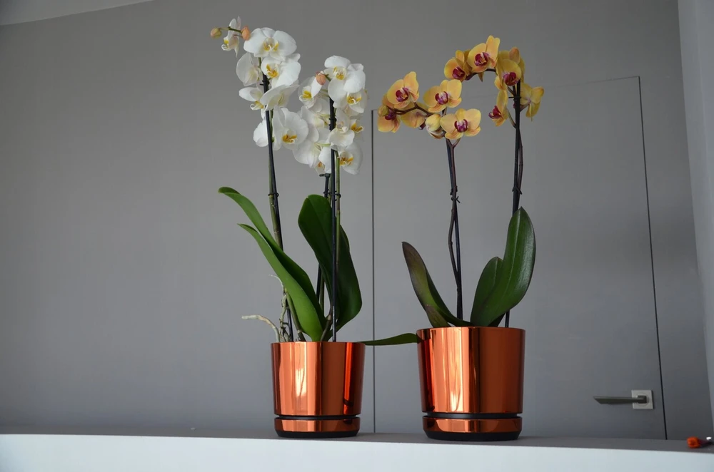 Dekoratyvinė oranžinė blizgi 14 cm gėlių vazonas