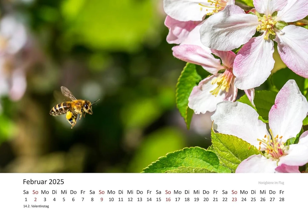 Edition Seidel Andrea Dreegmeyer Premium kalendorius Bee Love 2025 formatas Din A3 sieninis kalendorius Bee Bumblebee Flowers Flowers