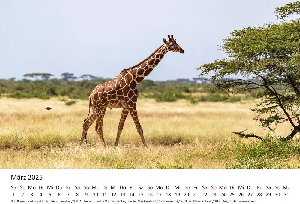 Edition Seidel Premium kalendorius Fascination Giraffes 2025 formatas Din A3 sieninis kalendorius gyvūnų kalendorius Afrika Pietų Afrika Kenija Serengeti stepė savana žirafa bulius karvės laukiniai gyvūnai
