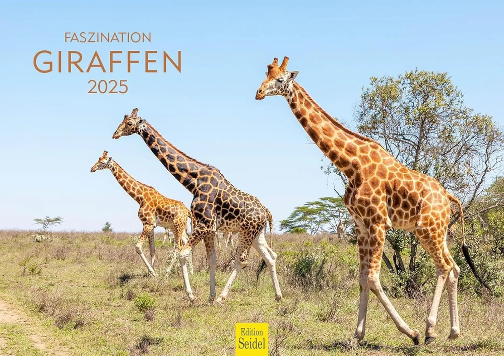 Edition Seidel Premium kalendorius Fascination Giraffes 2025 formatas Din A3 sieninis kalendorius gyvūnų kalendorius Afrika Pietų Afrika Kenija Serengeti stepė savana žirafa bulius karvės laukiniai gyvūnai