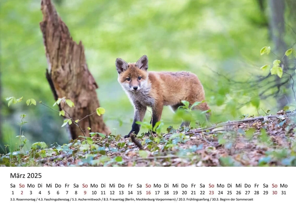 Edition Seidel Premium kalendorius Foxes 2025 Formatas Din A4 Sieninis kalendorius Gyvūnų kalendorius Lapės Gyvūnai Laukiniai gyvūnai Miško gyvūnai Plėšrūnai Gamta