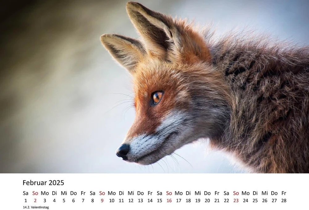 Edition Seidel Premium kalendorius Foxes 2025 Formatas Din A4 Sieninis kalendorius Gyvūnų kalendorius Lapės Gyvūnai Laukiniai gyvūnai Miško gyvūnai Plėšrūnai Gamta
