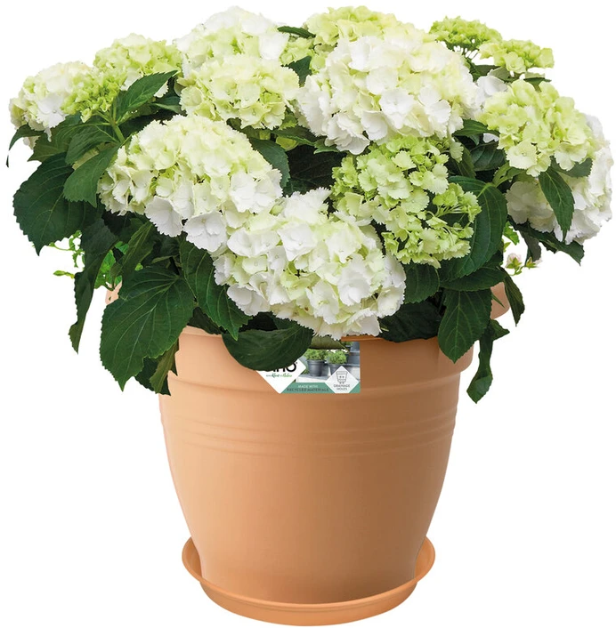 Elho Žalias Basics vazonas - mild terra 53 cm
