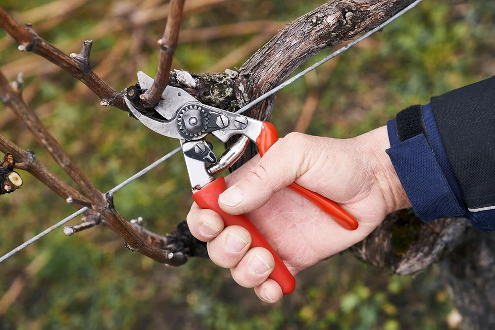 Grandininis pjūklas Felco 15 sekatoriai su riedėjimo rankena (dešiniarankiams, ilgis 189 mm, pjovimo skersmuo 18 mm, genėjimo žirklės su kampine pjovimo galvute, grūdinto plieno ašmenys, mažoms rankoms)