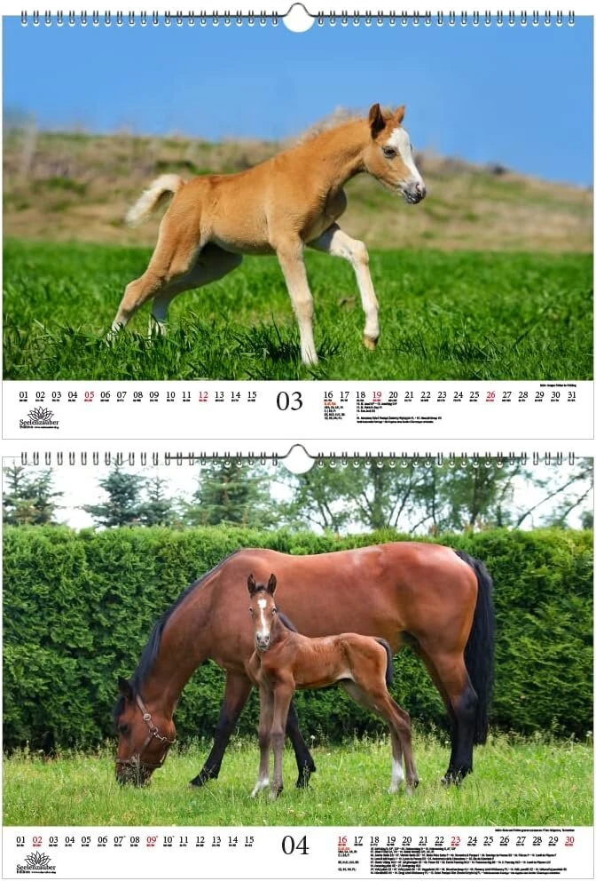 Foal Magic Din A3 kalendorius 2023 metams. Žirgai ir kumeliukai - Soul Magic, Kn2023-3w-0015-d-0