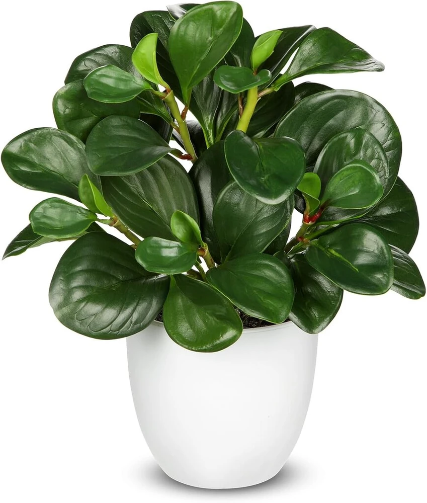 Hollyone dirbtinis augalas vazone, mažas meno žalios spalvos augalas, dirbtinė peperomija, dekoratyviniai augalai, kaip tikri, dirbtinis bonsai augalas svetainei, miegamajam, palangei, stalo dekoravimui