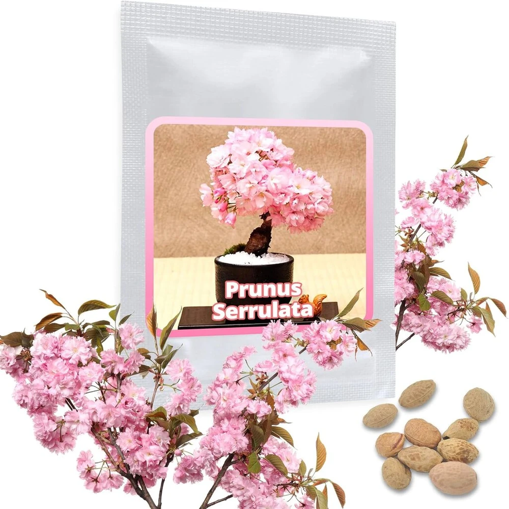 Japoniška dekoratyvinė vyšnia/žiedinė vyšnia 10 sėklų/pakelis (prunus serrulata) – rožinė gėlių svajonė sode