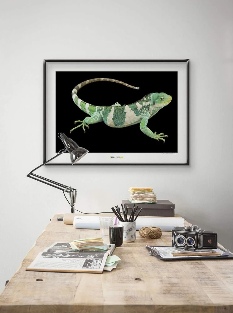 Plakatas Komar National Geographic sieninis paveikslas Fidžio sala dryžuotoji iguana – dydis: 70 x 50 cm – be rėmo – plakato fotografija, gyvūnas, nykstantis gyvūnas, gyvūno paveikslas, kliento atspaudas, portretas – Wb-ng-037-70x50