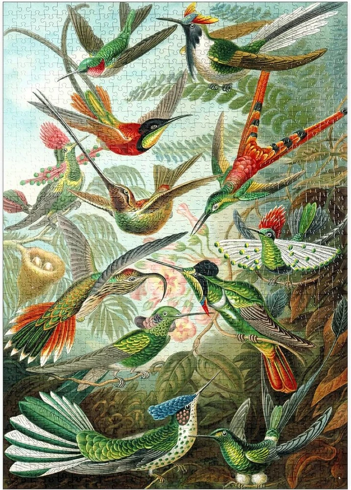 Mypuzzle kolibriai ir trochilidae (kolibriai), vintažinis meno plakatas, ernst haeckel - premium 1000 dalių dėlionė - mypuzzle special collection by havana puzzle company