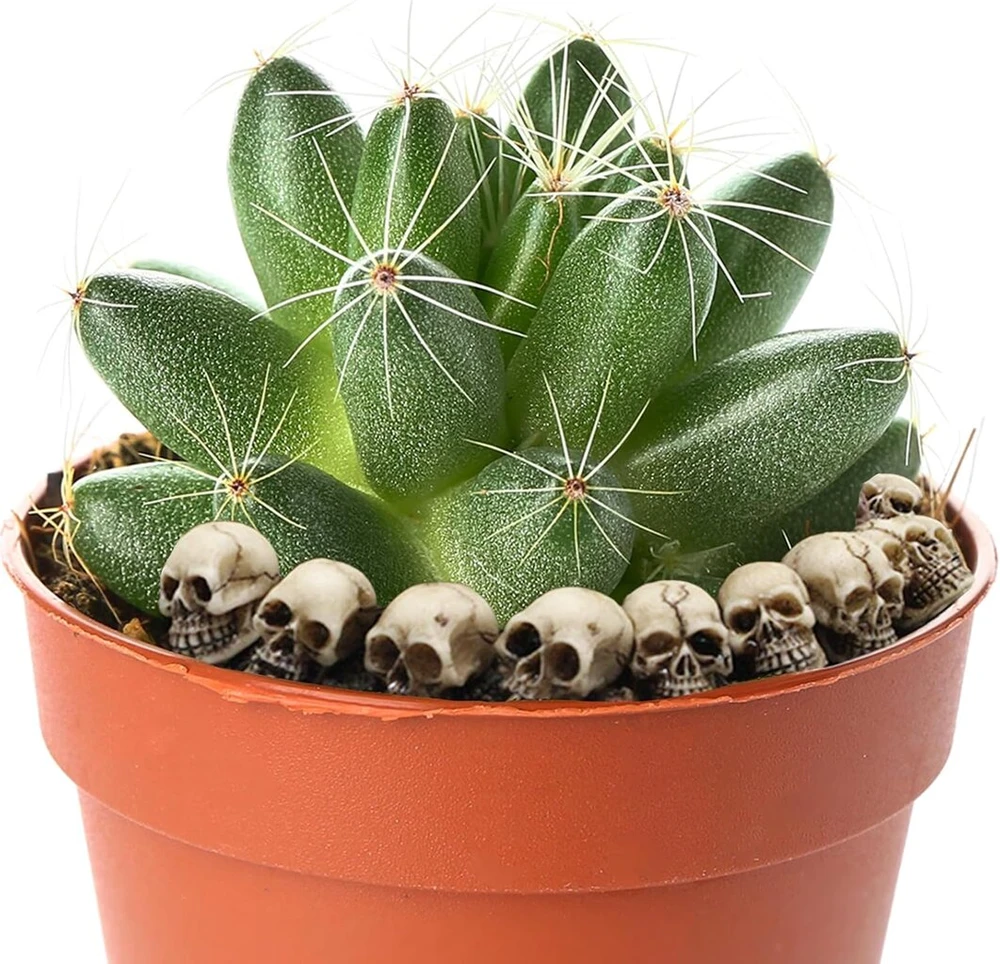 Niumowang 20 mini kaukolės dekoracijų rinkinys, dekoratyvinė kaukolė, mini Helovino kaukolės dekoracija, mini kaukolės gėlių vazono dekoracija, mini kaukolės galvos, skirtos "pasidaryk pats" amatams, laukui, namams, sodo dekorui