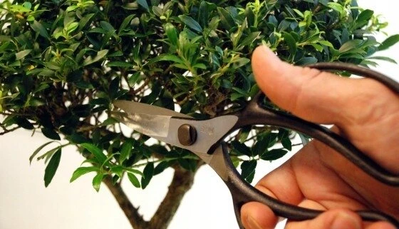 Okatsune 221 bonsai žirklės, 200 mm