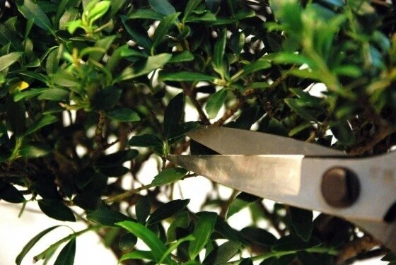 Okatsune 221 bonsai žirklės, 200 mm