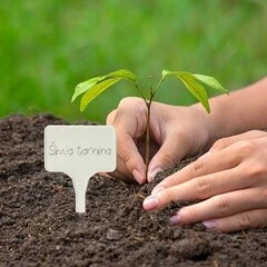 Plastikinės lentelės augalų aprašymui, Browin
