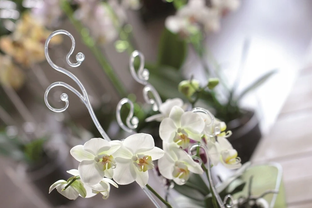 Prosperplast atrama gėlėms, orchidėjoms, orchidėjoms Istc03 rožinė