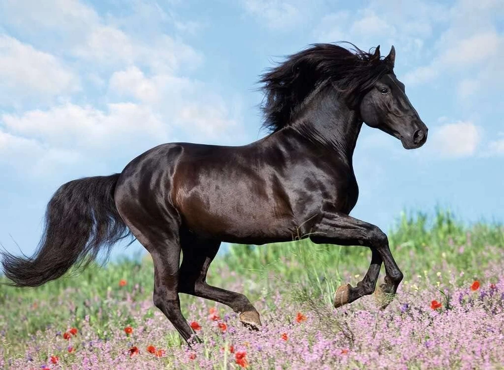 Ravensburger 12803 7 "majestic Horses" dėlionė (200 dalių)