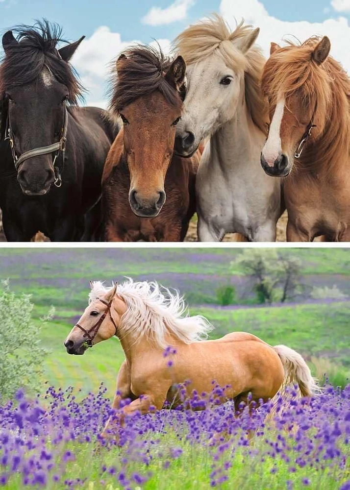 Ravensburger vaikiška dėlionė 05148 Horse Love dėlionė vaikams nuo 4 metų su 2 x 24 detalėmis
