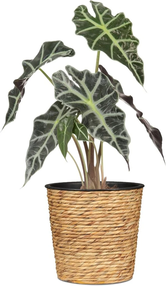 Scheurich vandens hiacintas 24 natūralus vandens hiacinto krepšelis vazonas 24 cm skersmens 24 cm aukščio 13 litrų