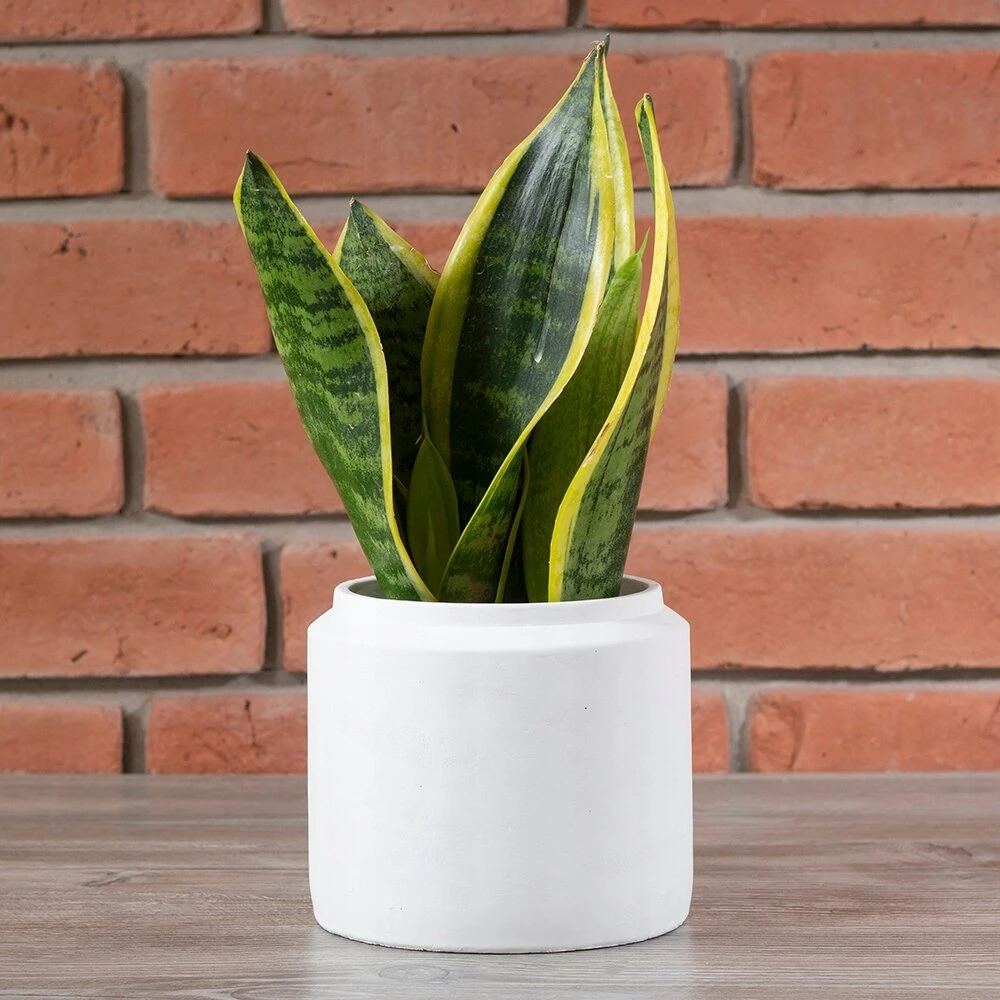 Vazonas Tang betoninis baltas diam. 15cm