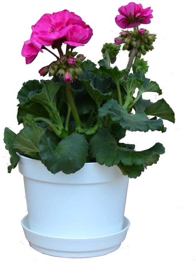 Baltas vazonas 18 cm su pagrindu ir 16 cm uždangalu