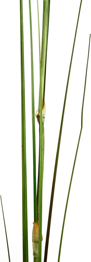 Craffancy Dekoratyvinė žolė, 2 vnt., 125 cm