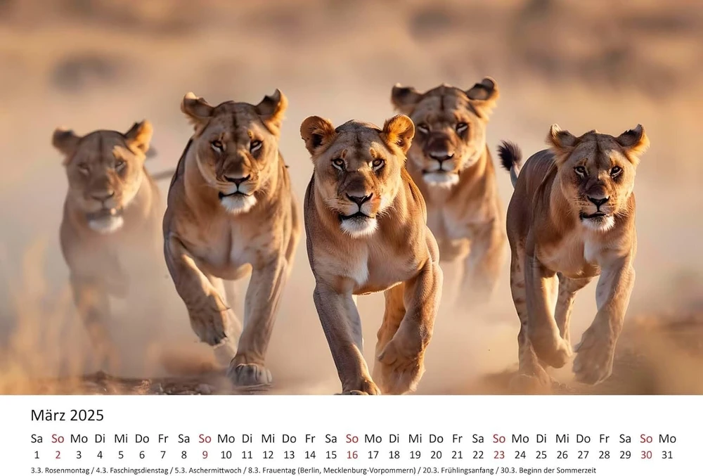 Edition Seidel Premium kalendorius Fascination Lions 2025 formatas Din A3 sieninis kalendorius gyvūnų kalendorius Afrika laukiniai gyvūnai plėšrūnas katė liūtas didelis katinas liūtas