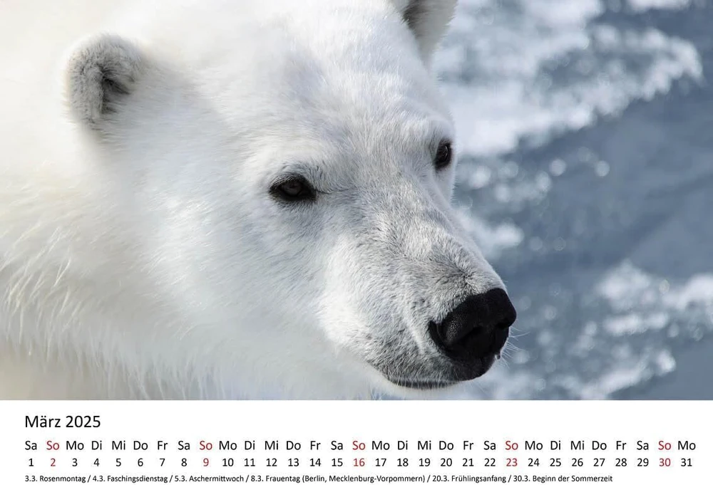 Edition Seidel Premium kalendorius The World of Polar Bears 2025 formatas Din A4 sieninis kalendorius gyvūnų kalendorius Šiaurės ašigalis Grenlandija baltasis lokys plėšrūnas