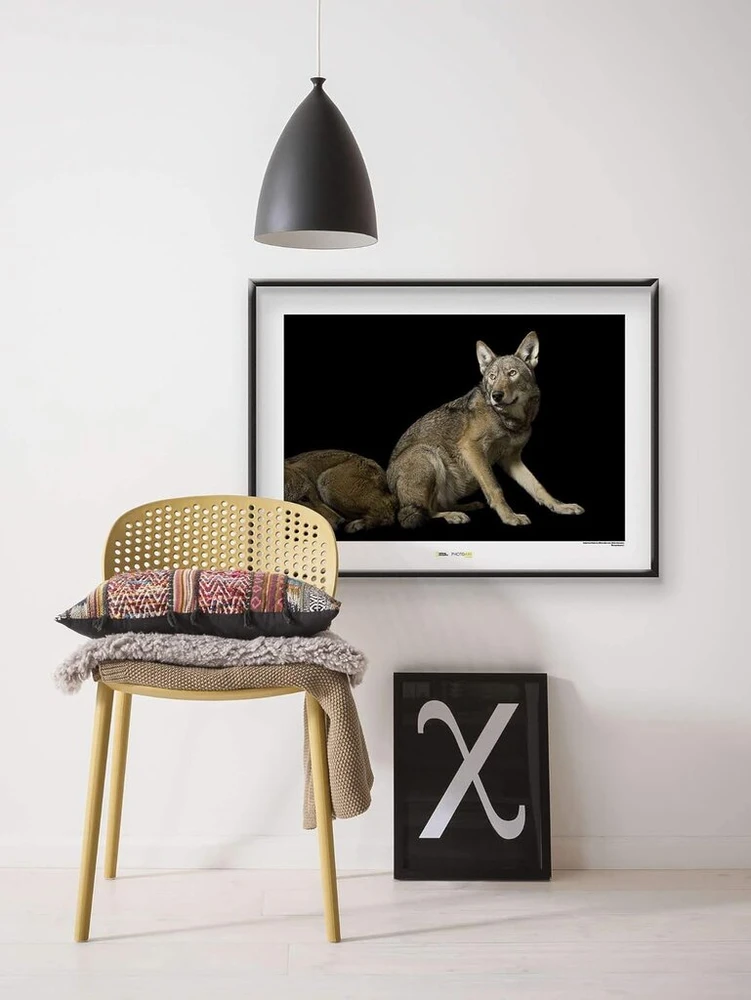 Komar National Geographic paveikslas ant sienos | Raudonasis vilkas | Dydis: 50 x 40 cm | Be rėmo | Plakatas, fotografija, gyvūnas, nykstanti gyvūnų rūšis, gyvūno paveikslas, kliento atspaudas, portretas
