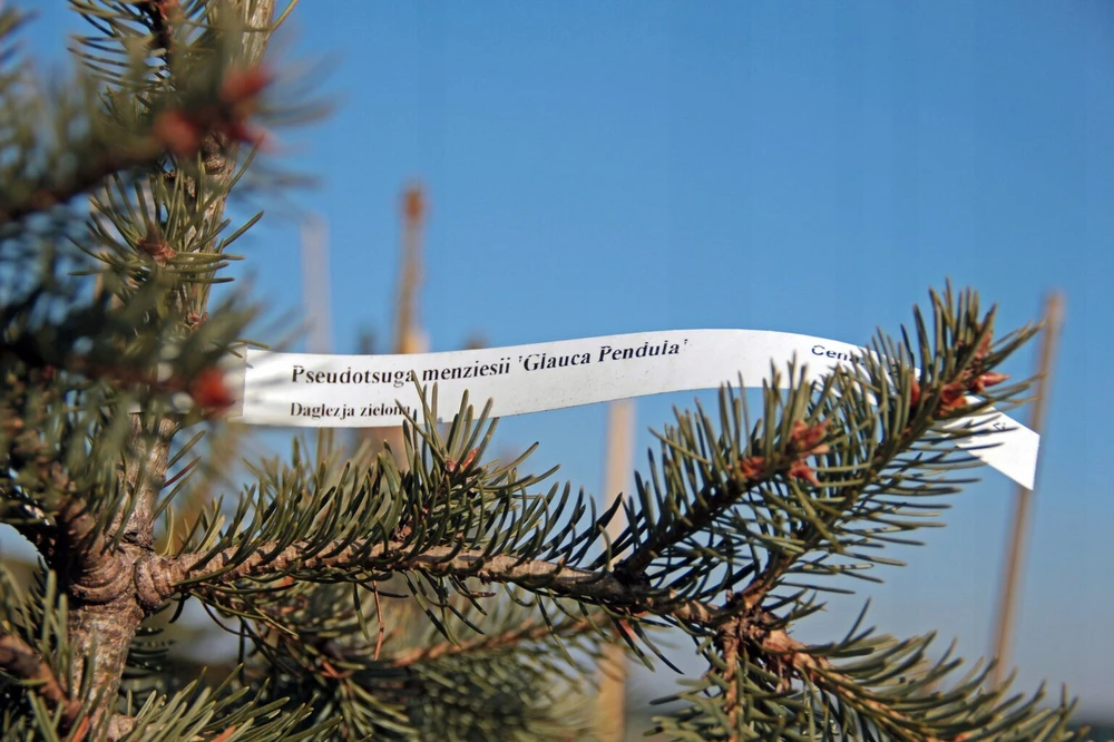 Sodo etiketės kilpa, užrišamos - mėlynos, 250x17 mm (2000 vnt.)