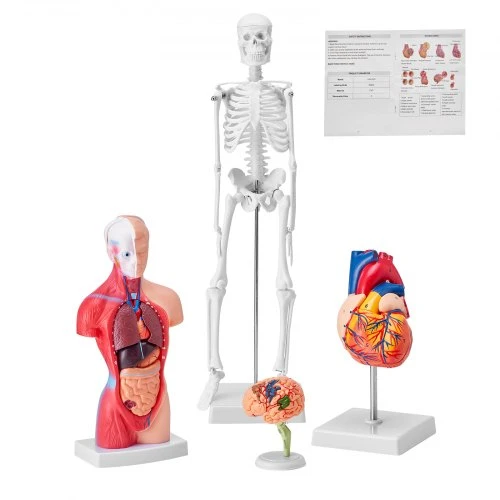 VEVOR Žmogaus anatomijos modelių rinkinys: skeletas, torso, širdis, smegenys. 3D mokymo priemonės, edukacinis rinkinys, anatominiai modeliai.