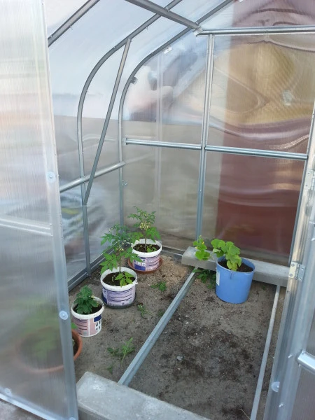 KLASIKA GREENHOUSE Meistro Kodas Šiltnamis Standart*KLASIKA 2,5x2 m (5 m2) 4 mm danga (1 stoglangis)