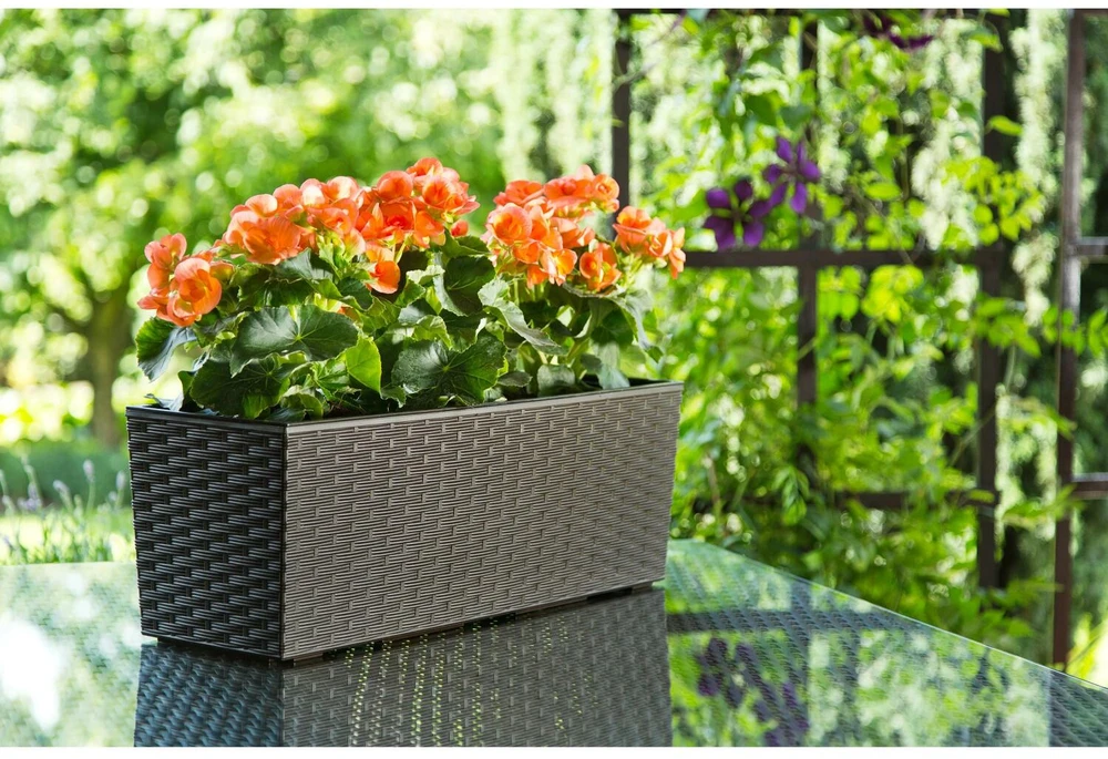 Lamela Balkono vazonas 9836253, 56 cm, 19 cm, Ø 56 cm, ruda, plastikas, stačiakampis, modelis: Begonia Rattan