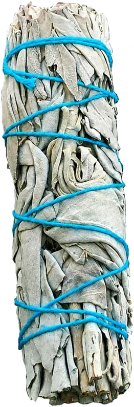 Baltasis šalavijas, 10 cm