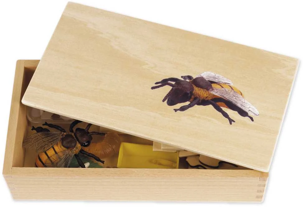 Dėlionė TimeTEX Bitės Gyvenimo ciklas, medinėje dėžutėje, Vokiška versija "Montessori Premium" (TT94756)