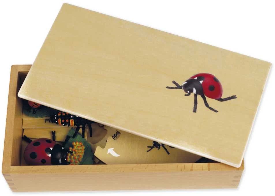Dėlionė TimeTEX Boružės Gyvenimo ciklas, medinėje dėžutėje, Vokiška versija "Montessori Premium" (TT94754)